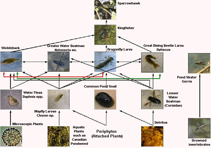 food chain diagram. in the food web above have