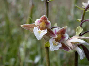 Marsh Helleborine, Epipactis palustris