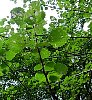 aspen_leaves_3.jpg