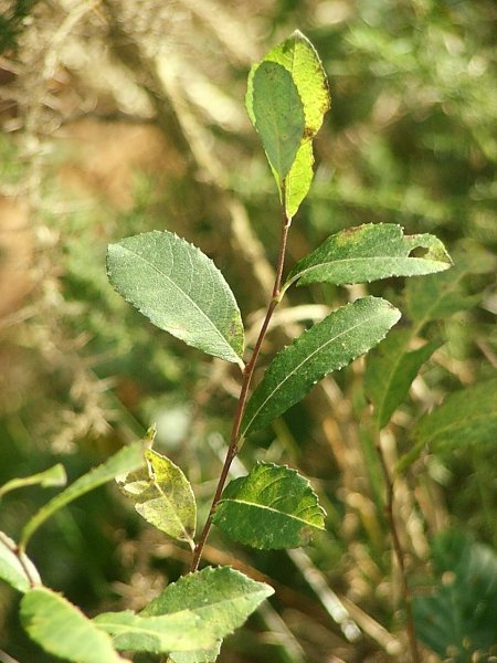 [http://www.countrysideinfo.co.uk/tree_gallery/grey_willow/grey_willow_4.jpg]