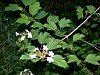 guelder_rose_branch.jpg