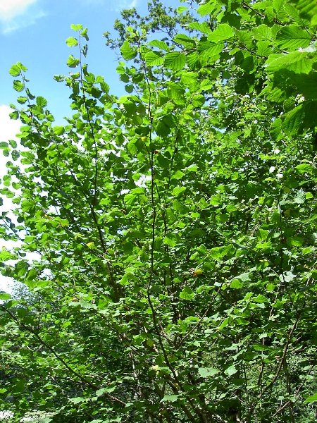 hazel tree