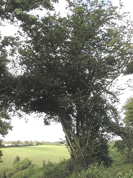 hazel tree