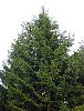 tn_PICT1793_jpg.jpg (3583 bytes)