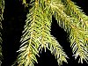 norway_spruce.jpg