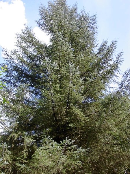 Sitka Spruce