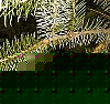 sitka_spruce.jpg