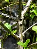 spindle_bark.jpg