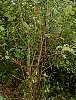 wayfaring_tree_3.jpg