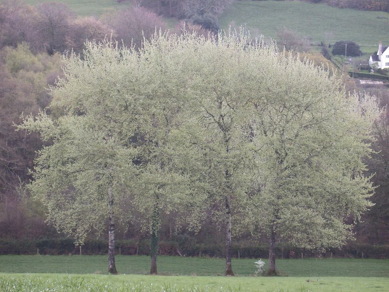 Populus Alba White Poplar 