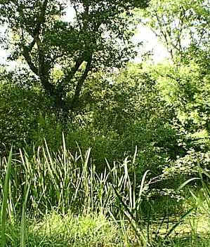 dryland_web.JPG (44820 bytes)