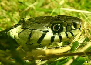 gsnake2.jpg (15829 bytes)