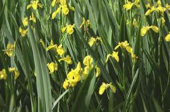 iris_gv.JPG (23520 bytes)