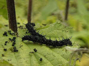 Peacock_butterfly_caterpillars_feeding_on_nettle.jpg (66940 bytes)
