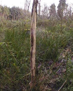 Roe_buck_fraying.jpg (56972 bytes)