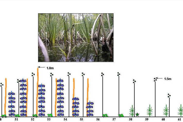 Transect Chart