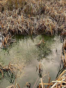 wpe10.jpg (275937 bytes)