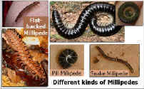 Millipedes