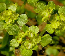 golden_saxifrage_opposite.JPG (102276 bytes)