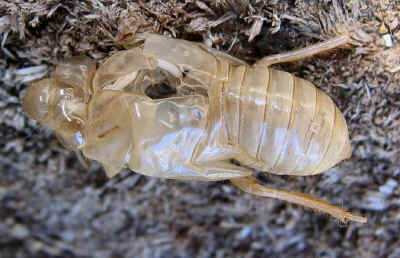 Cicada nymph skeleton