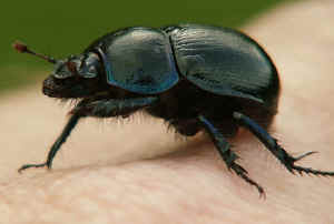 Dor Beetle