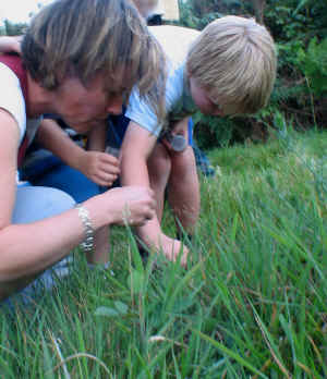 Looking for insects and spiders.