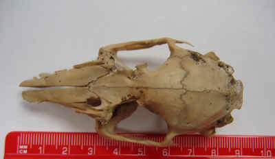 Rabbit Skull, scale and vertical view.