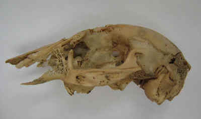 Rabbit skull