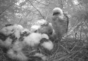 Yound sparrowhawks in the nest.