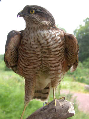 Sparrowhawk