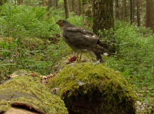 A Sparrowhawkusing a fallen tree trunkas a plucking post.