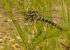 Golden-ringed Dragonfly.