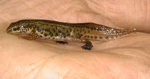 A male Palmate Newt.