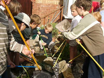Young Rangers catch and remove unwanted fish from the pond.