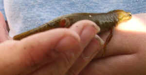 Female Smooth Newt.