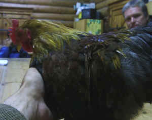 'Junior' - a Bantam Partridge Peking.