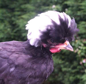 White-topped Black Polish